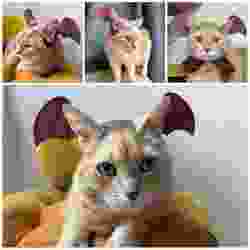 Cat headband with bat wings