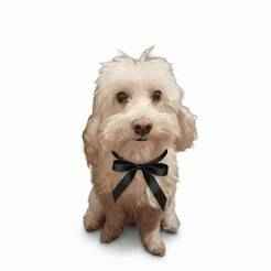Dog With Ribbon/Tape