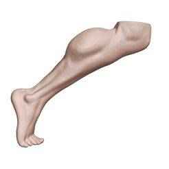 Muscular feet