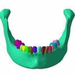 Mandible with teeth in 15 Parts Segmented