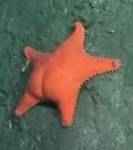 Starfish- "Estrella Culona". (Conicet)