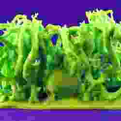 Bloxen, Bramble