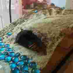 Hermit Crab Arch House