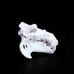Hippopotamus Skull