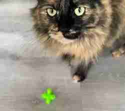 Jacks Oyuncak - Kedi Oyuncağı - Playful Kitty Yavru Kedi Oyunu
