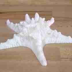 Starfish photogrammetry scan